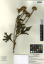 Tithonia diversifolia (Hemsl.) A. Gray, Mexico, R. C. Durán 2488, F